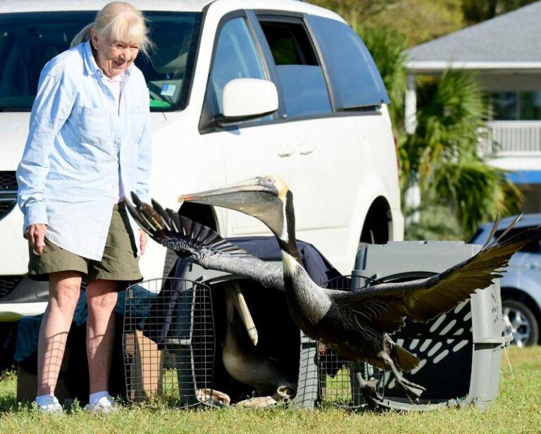 Carrabelle birdman frees the freezing