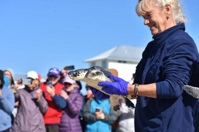 Cold-stunned sea turtles released into water off Cape San Blas