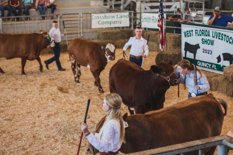 Gulf County 4-Hers have great success at West Florida Livestock Show