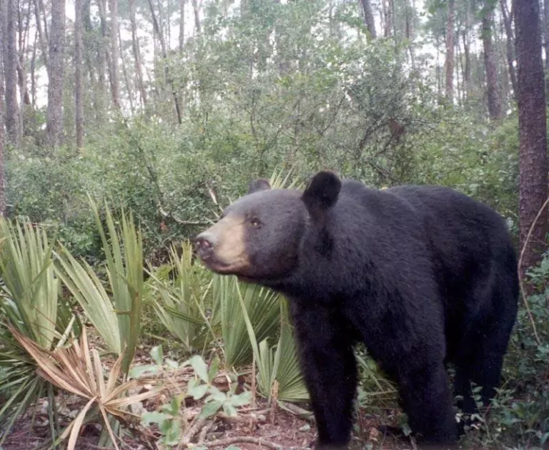 Shoaf bill would allow for killing bears if threatened