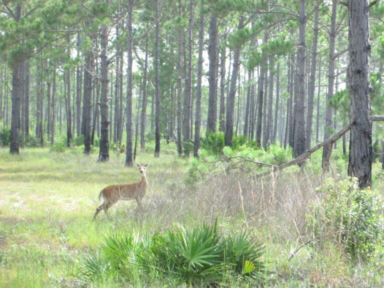Get out and explore nature in Gulf County