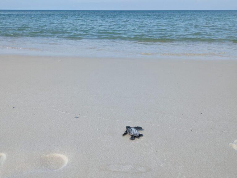 Gulf County sees active turtle nesting season
