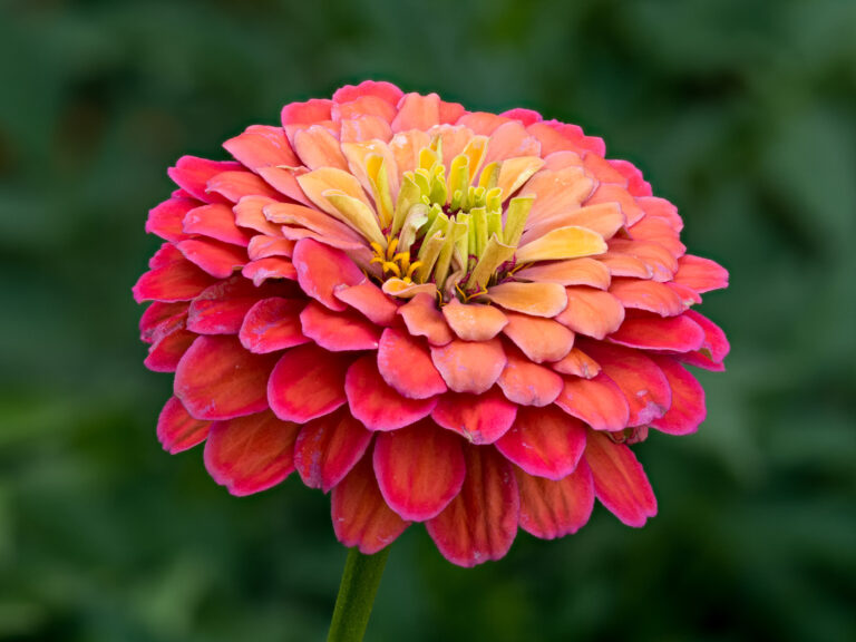 Stick a green thumb into zinnia growing contest