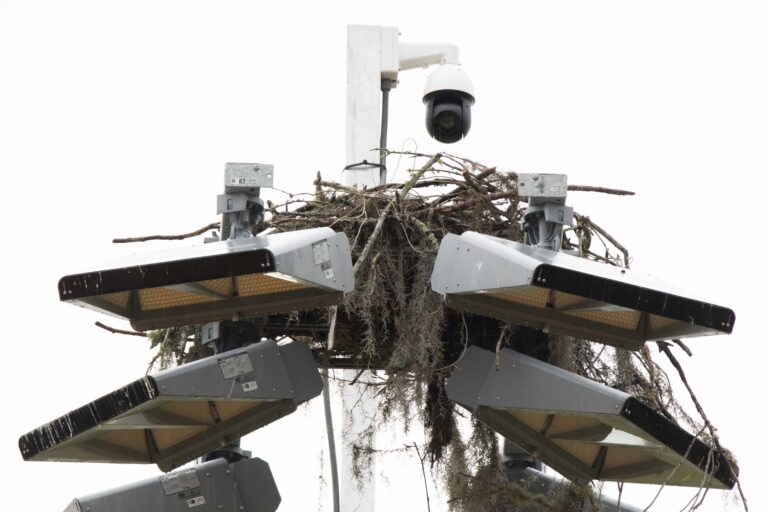 Video feed broadcasts osprey chicks hatching