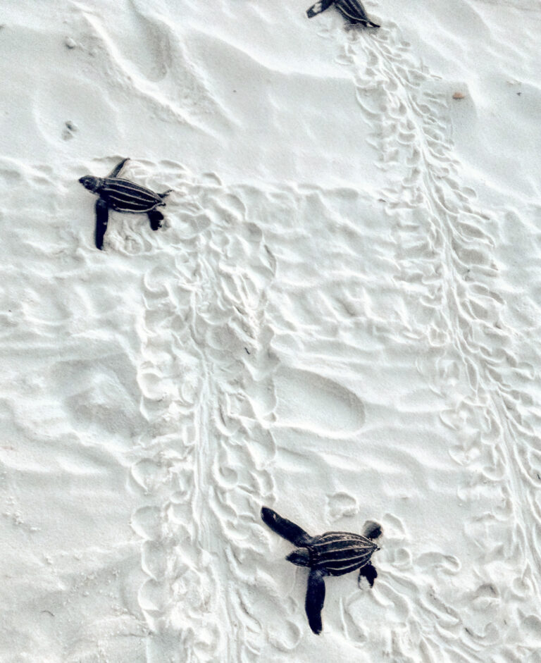 Are leatherbacks flocking to our beaches?