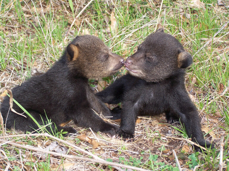 Encountering bears in unexpected places