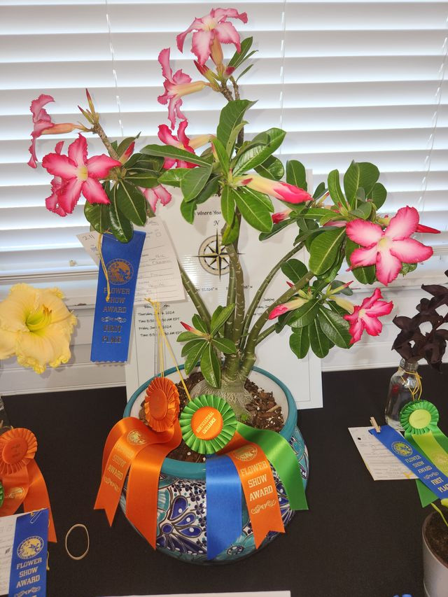 Flower show returns with over 200 entries