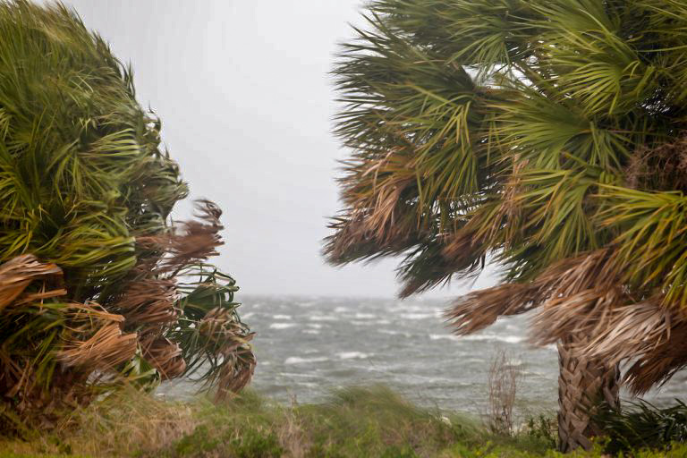 How palm tree can survive hurricanes