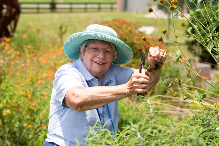 Summer seed saving: Tips on wildflower propagation