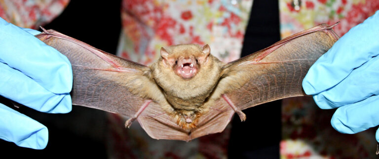 Now is the season to exclude bats