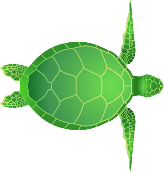 An open house for turtles Saturday