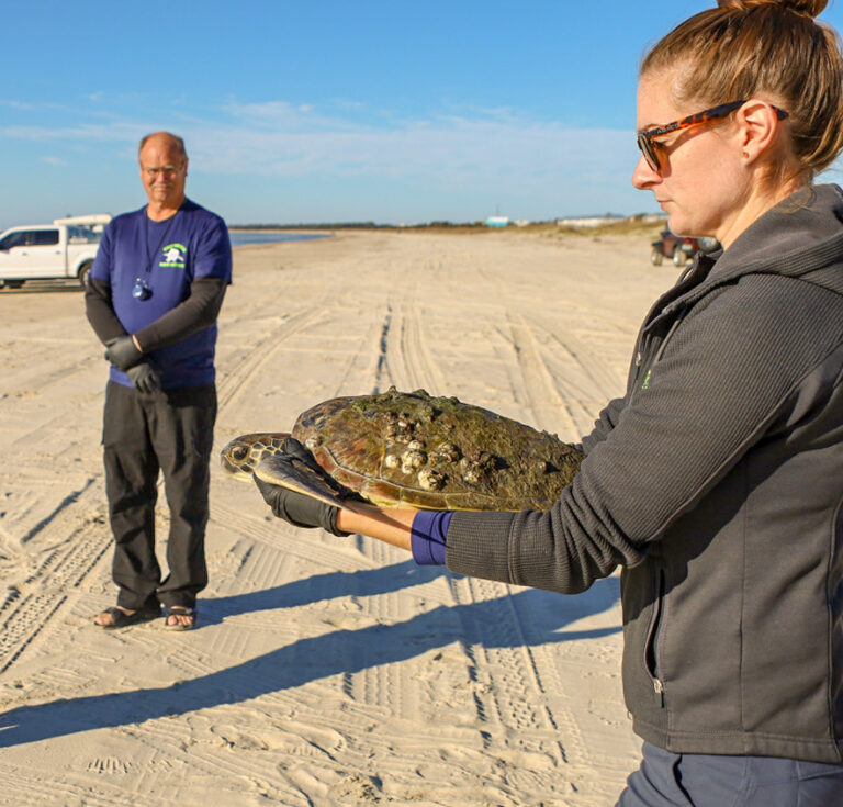 Cold-stunned green turtles returned to Cape