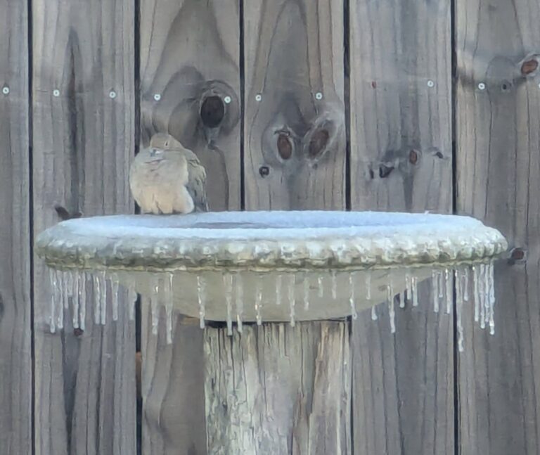 Gulf County shares memories of Winter Storm Enzo