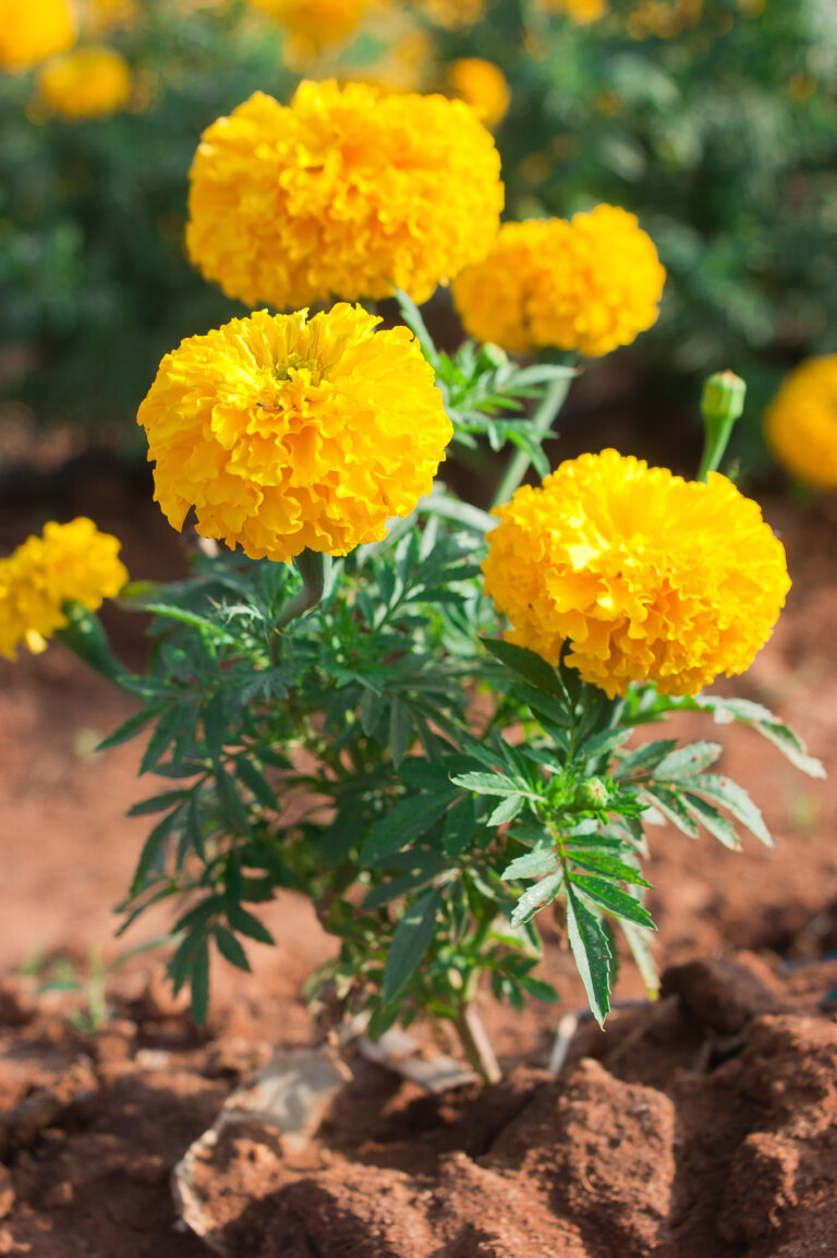 Flower contest to showcase marigolds