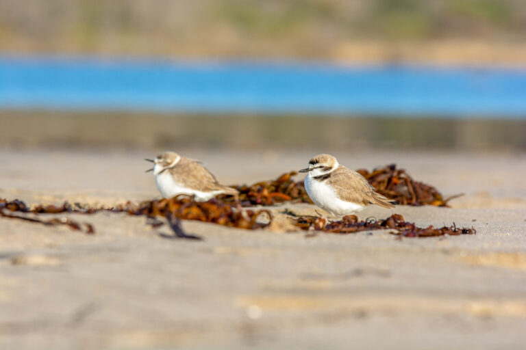 Look out for nesting coastal birds in the Panhandle