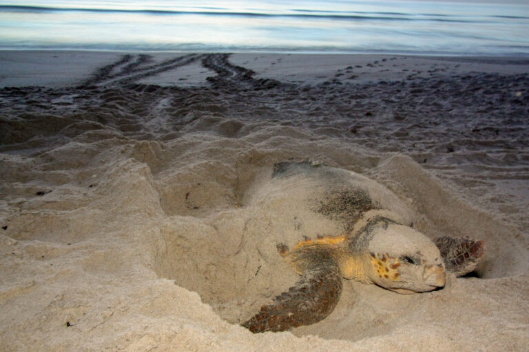 Help sea turtles have nesting success this year